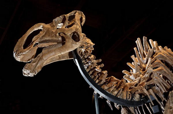 Gryposaurus - Skelett im Utah Museum of Natural History